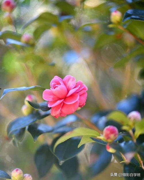 头条拍摄小花朵,捕捉小花朵的灵动瞬间