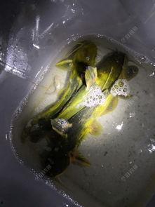 大佐吃瓜,揭秘娱乐圈幕后风云