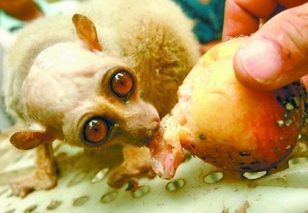 晚上吃瓜早上嘴苦,揭秘夜间饮食与晨间不适的关系