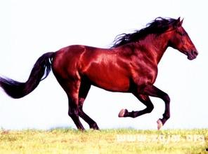 梦到马进入家中吃瓜,马儿家中吃瓜的奇幻之旅