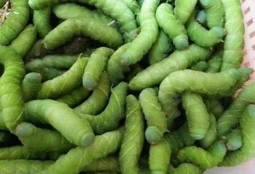 头条里谁卖人参花好,哪家店铺的人参花最正宗，品质最佳？”