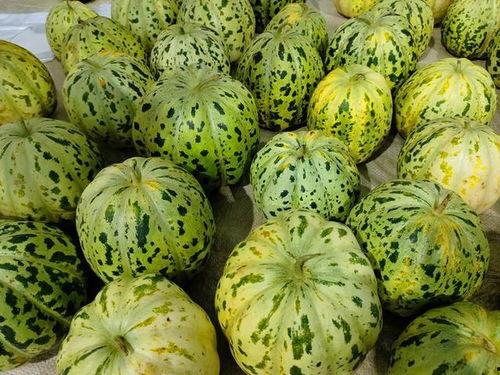 在农村有瓜吃,农村瓜果飘香，共享丰收喜悦