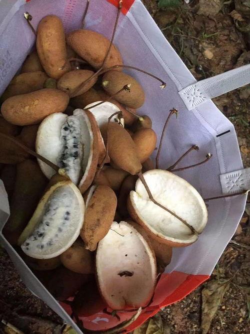 网红野果八月瓜怎么吃的,网红野果的多样食法探索